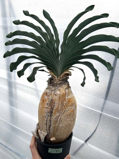 【現品限り】ブーファン・ハエマンソイデス 1年管理 おそらく発根済み【B82】 Boophane haemanthoides