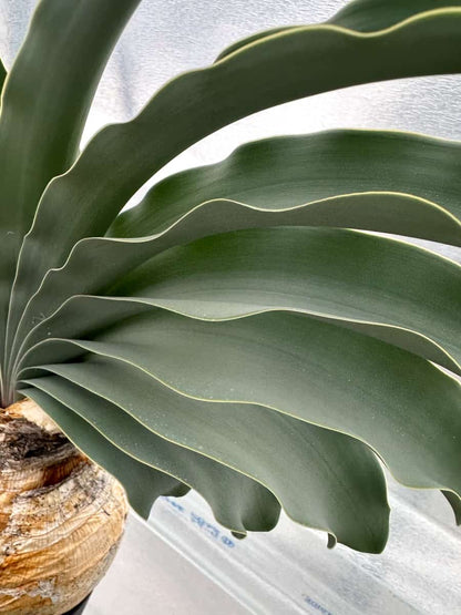 【現品限り】ブーファン・ハエマンソイデス 1年管理 おそらく発根済み【B82】 Boophane haemanthoides