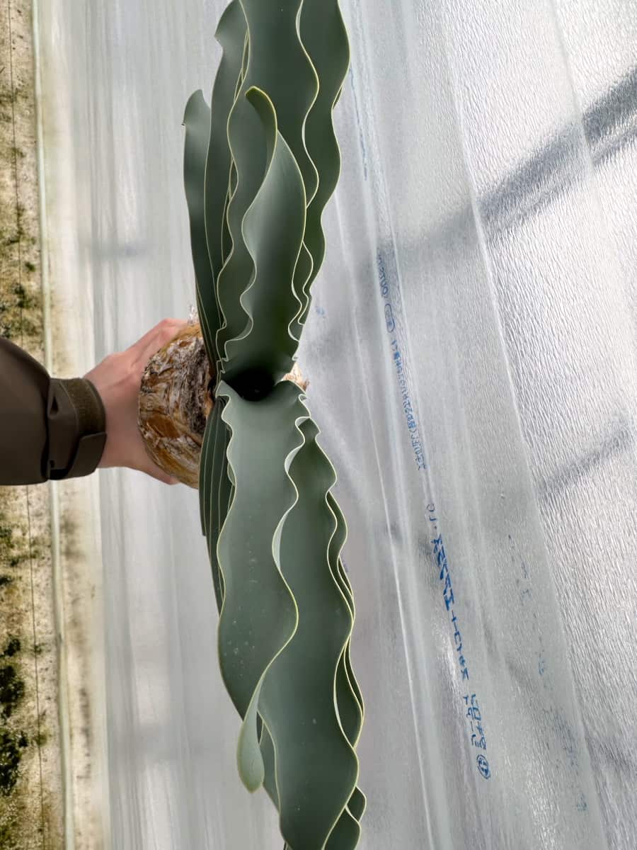 【現品限り】ブーファン・ハエマンソイデス 1年管理 おそらく発根済み【B82】 Boophane haemanthoides