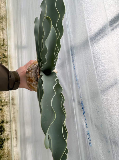 【現品限り】ブーファン・ハエマンソイデス 1年管理 おそらく発根済み【B82】 Boophane haemanthoides