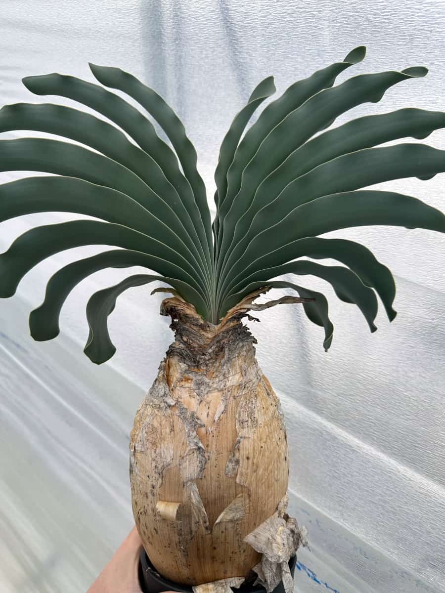 【現品限り】ブーファン・ハエマンソイデス 1年管理 おそらく発根済み【B82】 Boophane haemanthoides