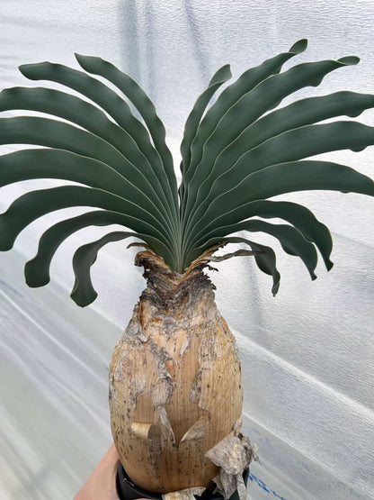 【現品限り】ブーファン・ハエマンソイデス 1年管理 おそらく発根済み【B82】 Boophane haemanthoides