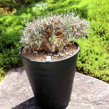 【園主おまかせ・入門株】オトンナ・ユーフォルビオイデス(棘荒) Othonna euphorbioides 黒鬼城
