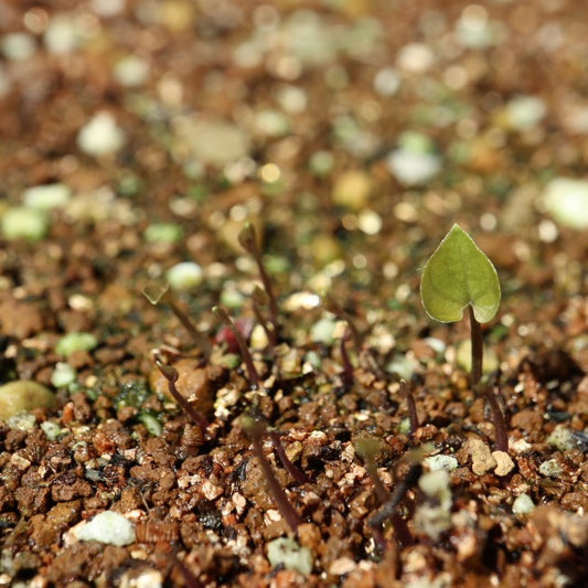 Dioscorea elephantipes / ディオスコレア・エレファンティペス アフリカ亀甲竜 [現地採種]