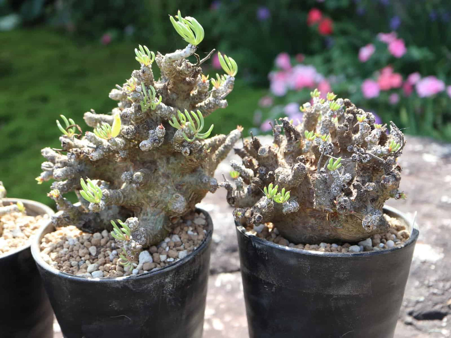 Tylecodon pearsonii / チレコドン・ペアルソニー 白象 [栽培採種]