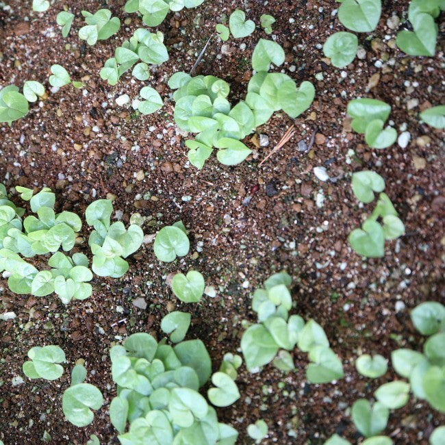 Dioscorea elephantipes / ディオスコレア・エレファンティペス アフリカ亀甲竜 [現地採種]