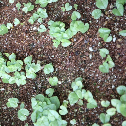 Dioscorea elephantipes / ディオスコレア・エレファンティペス アフリカ亀甲竜 [現地採種]