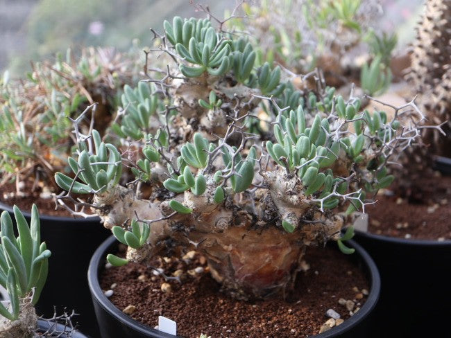 Tylecodon reticulatus / チレコドン・レティキュラーツス 万物想 [栽培採種]