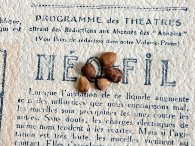 Commiphora kataf / コミフォラ・カタフ