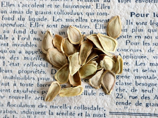 Fockea multiflora / フォッケア・ムルチフローラ