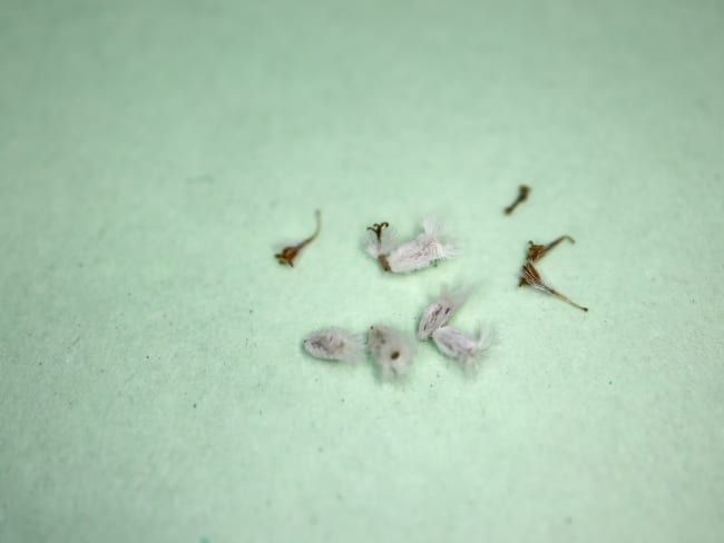 Othonna cacalioides pygmaea / オトンナ・カカリオイデス ピグマエア [自家採種]