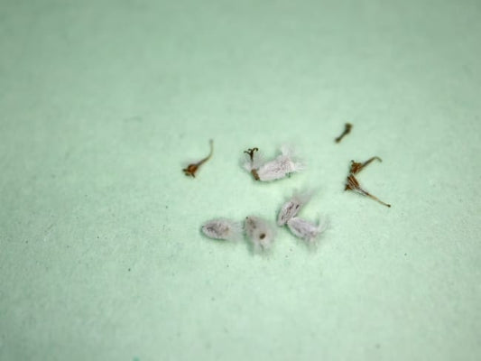 Othonna cacalioides pygmaea / オトンナ・カカリオイデス ピグマエア [自家採種]