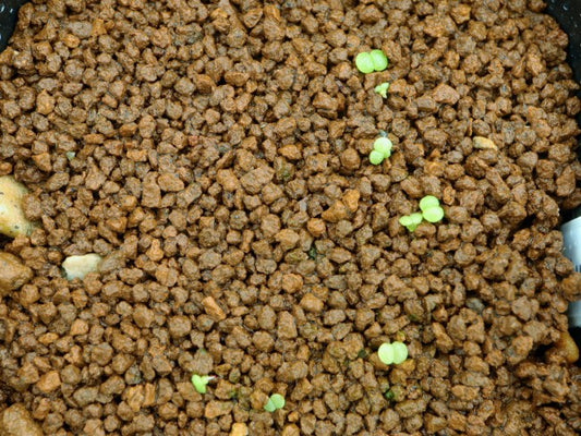 Tylecodon pearsonii / チレコドン・ペアルソニー 白象 [栽培採種]