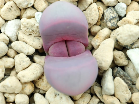 【園主おまかせ・入門株】リトープス・ハマールビー C272A Lithops meyeri ‘Hammeruby’