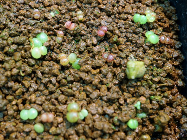 Tylecodon nolteei / チレコドン・ノルティ(ノルテーイ)