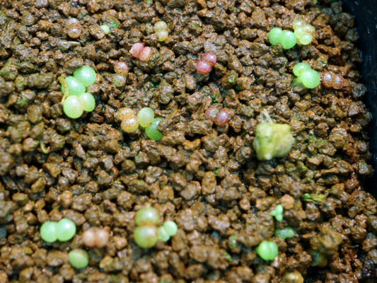 Tylecodon nolteei / チレコドン・ノルティ(ノルテーイ)