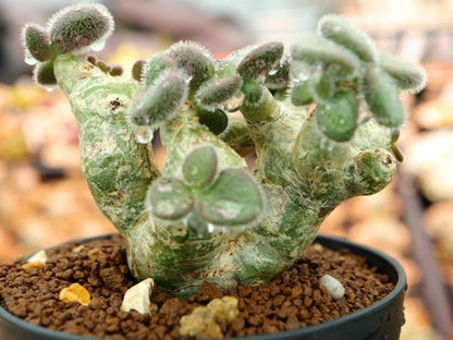 Tylecodon nolteei / チレコドン・ノルティ(ノルテーイ)