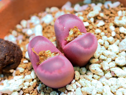 【園主おまかせ・入門株】リトープス 紅大内玉 複頭 Lithops optica ‘Rubra’ C81A