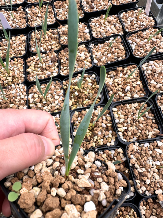 【園主おまかせ・入門株】ブーファン・ハエマンソイデス【当園実生1年苗】