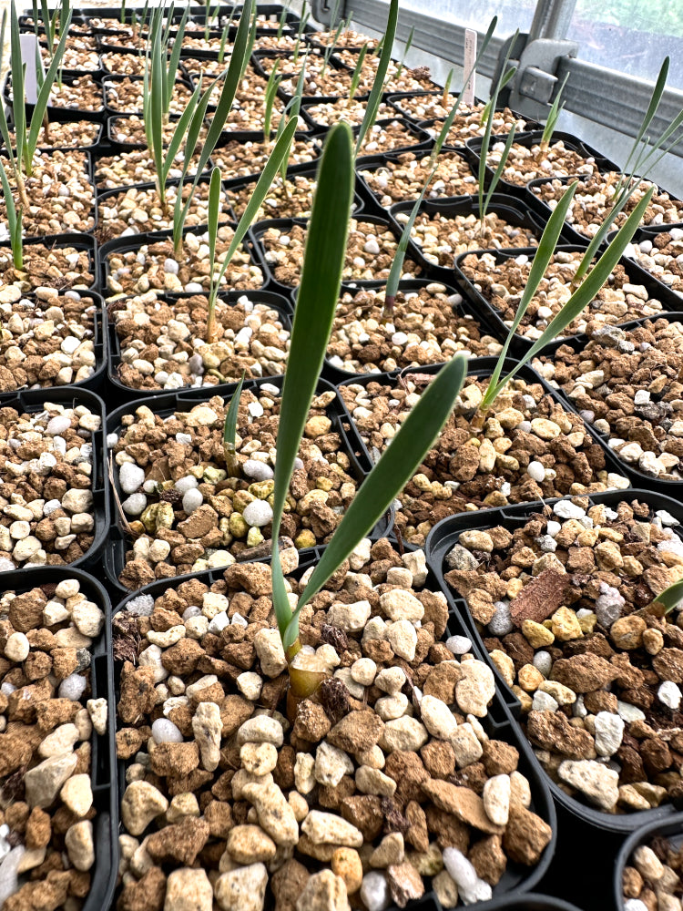 【園主おまかせ・入門株】ブーファン・ハエマンソイデス【当園実生1年苗】