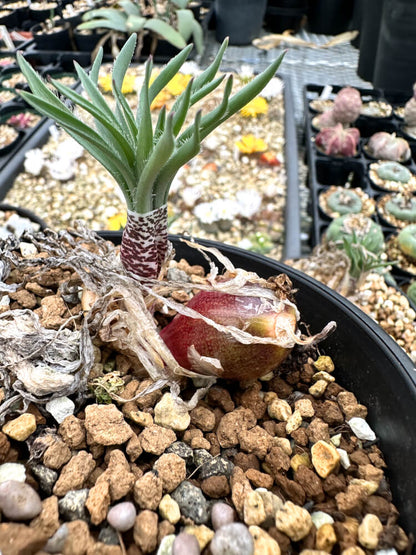 Gethyllis ciliaris subsp. longituba / ゲティリス・キリアリス ロンジツバ