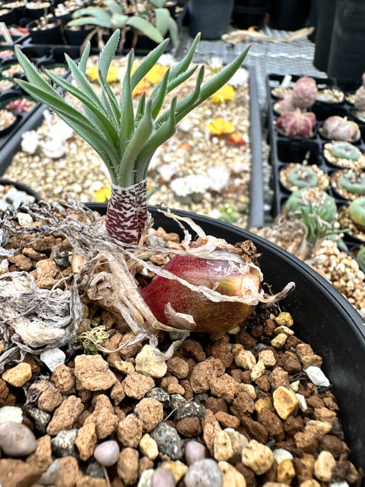 Gethyllis ciliaris subsp. longituba / ゲティリス・キリアリス ロンジツバ