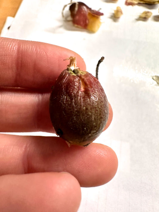 Gethyllis ciliaris subsp. longituba / ゲティリス・キリアリス ロンジツバ