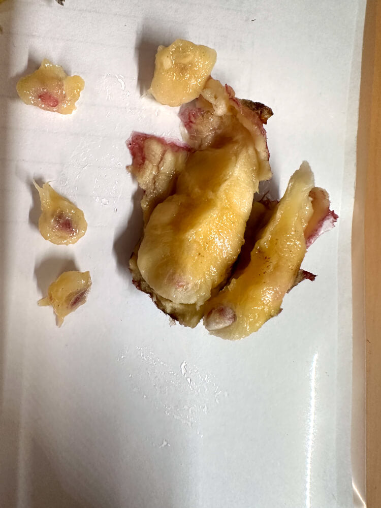 Gethyllis ciliaris subsp. longituba / ゲティリス・キリアリス ロンジツバ