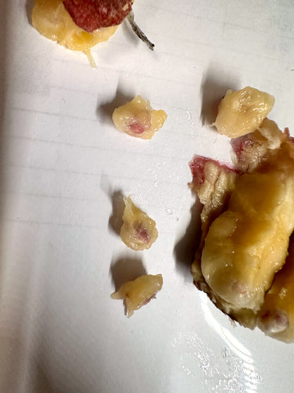 Gethyllis ciliaris subsp. longituba / ゲティリス・キリアリス ロンジツバ