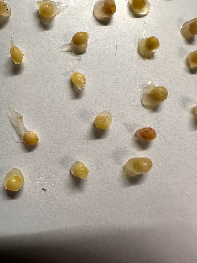 Gethyllis cavidens / ゲティリス・カビデンス