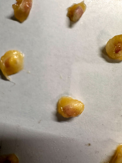 Gethyllis cavidens / ゲティリス・カビデンス