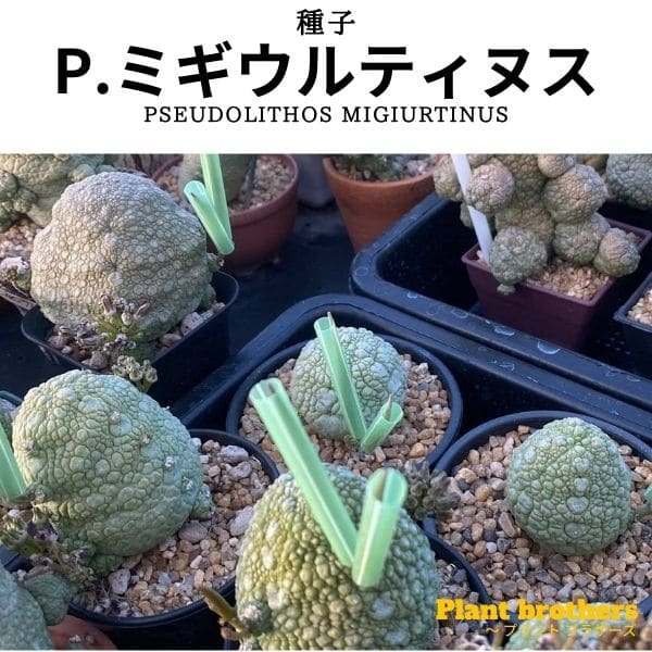 プセウドリトス(Pseudolithos) – プラントブラザーズ