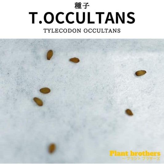 Tylecodon occultans / チレコドン・オクルタンス