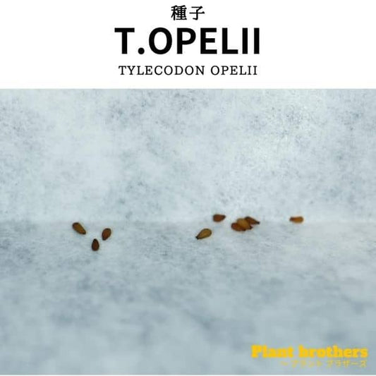 Tylecodon opelii / チレコドン・オペリー