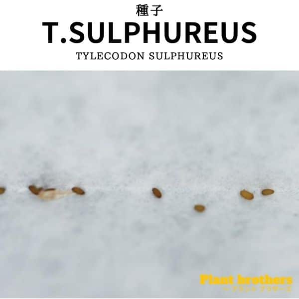 Tylecodon sulphureus / チレコドン・スルフレウス