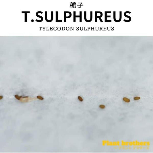 Tylecodon sulphureus / チレコドン・スルフレウス