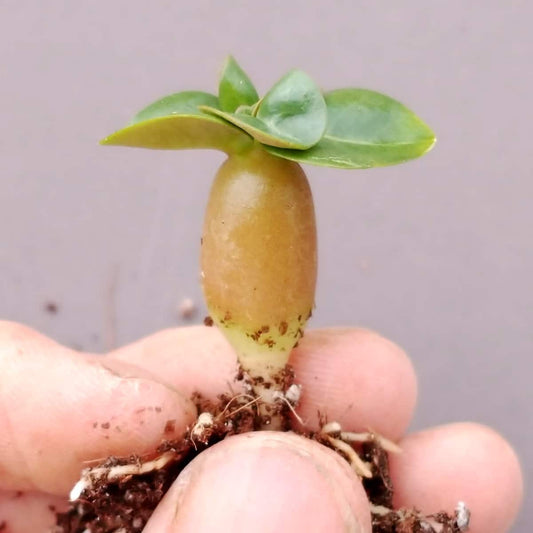 【園主おまかせ・入門株】アデニウム・アラビカム(葉巻きタイプ/幹幅約1cm)実生苗1本