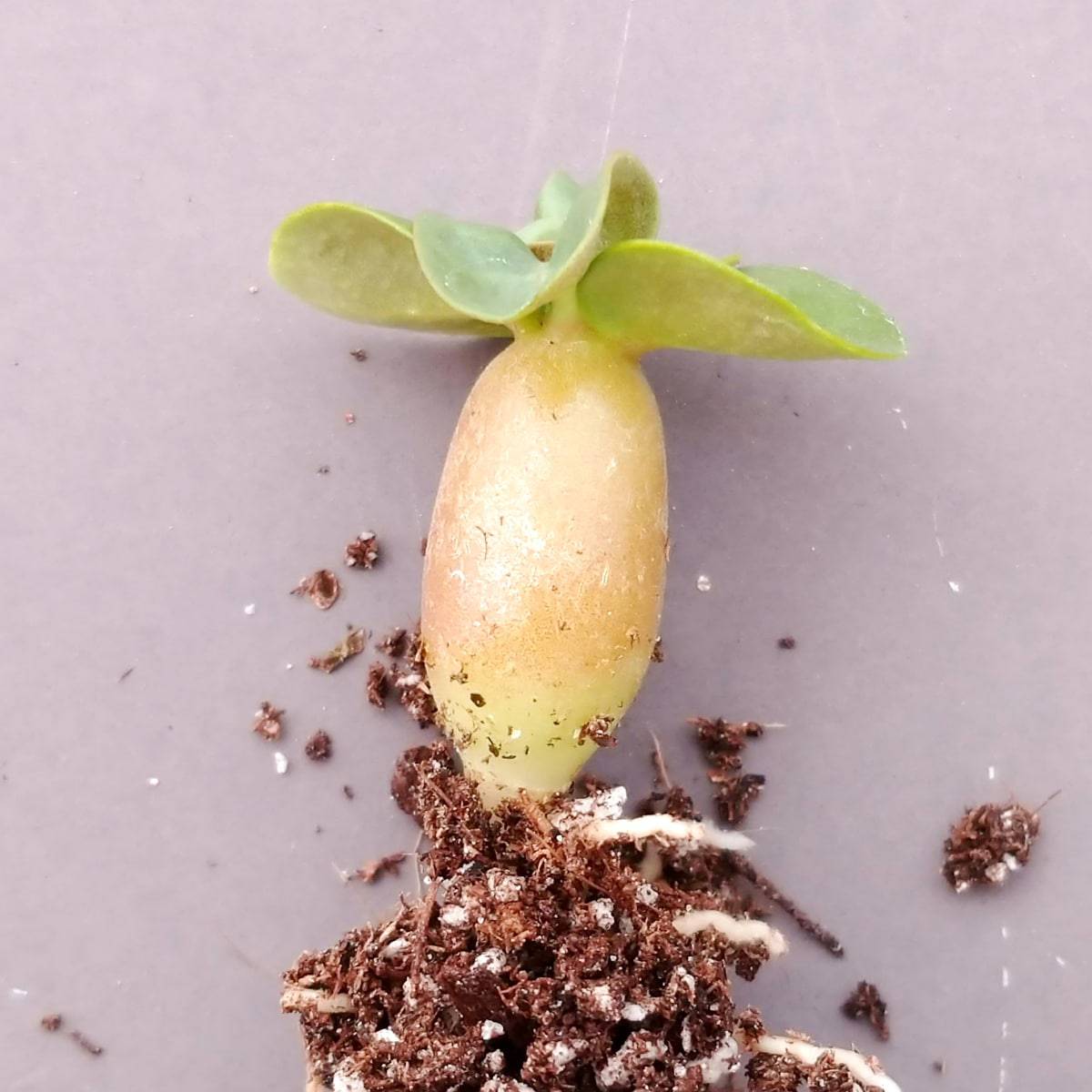 【園主おまかせ・入門株】アデニウム・アラビカム(葉巻きタイプ/幹幅約1cm)実生苗1本