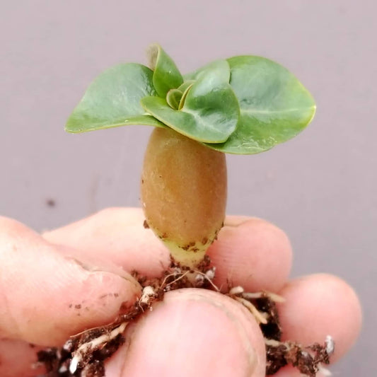 【園主おまかせ・入門株】アデニウム・アラビカム(葉巻きタイプ/幹幅約1cm)実生苗1本