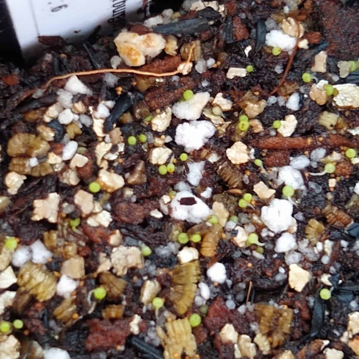 Conophytum burgeri / コノフィツム・ブルゲリ