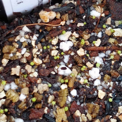 Conophytum burgeri / コノフィツム・ブルゲリ