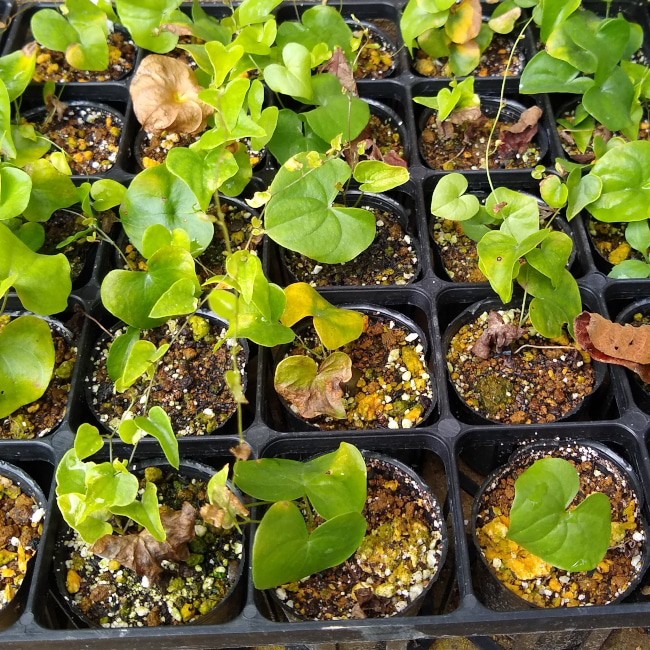 園主おまかせ・入門株】アフリカ亀甲竜 Dioscorea elephantipes