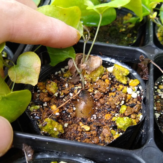 園主おまかせ・入門株】アフリカ亀甲竜 Dioscorea elephantipes