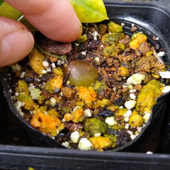 【園主おまかせ・入門株】アフリカ亀甲竜 Dioscorea elephantipes