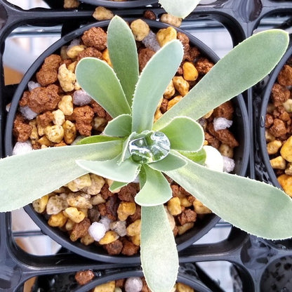 【園主おまかせ・入門株】オトンナ・レトロルサ Othonna retrorsa