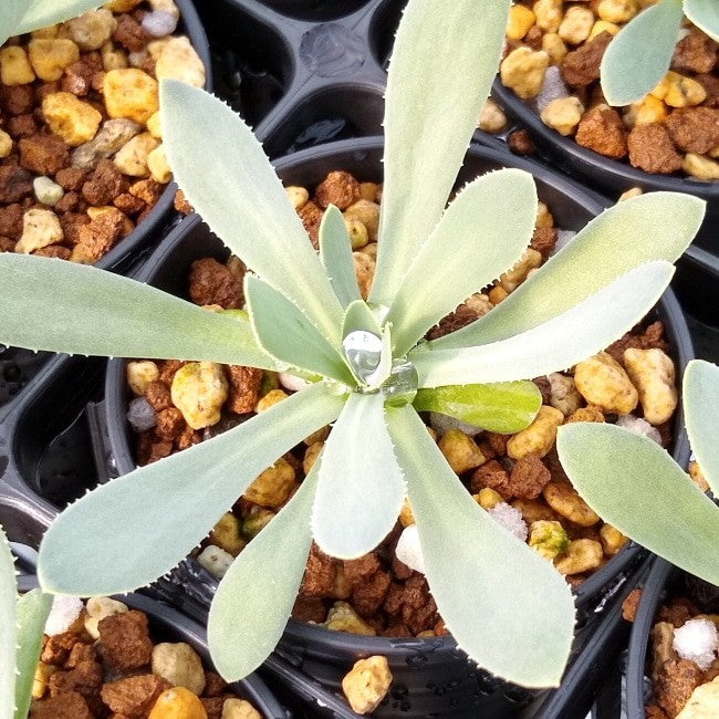 【園主おまかせ・入門株】オトンナ・レトロルサ Othonna retrorsa