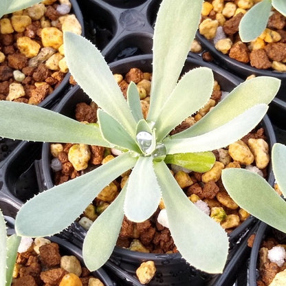 【園主おまかせ・入門株】オトンナ・レトロルサ Othonna retrorsa