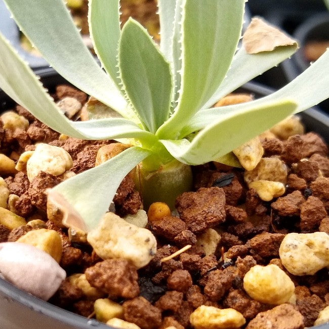 【園主おまかせ・入門株】オトンナ・レトロルサ Othonna retrorsa