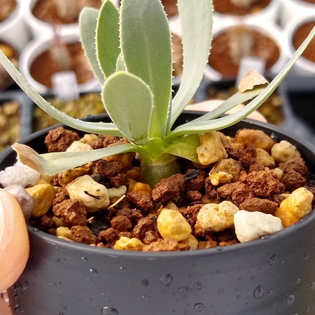 【園主おまかせ・入門株】オトンナ・レトロルサ Othonna retrorsa