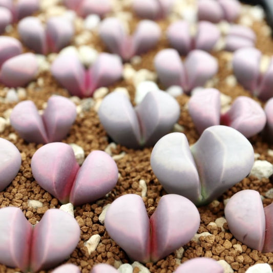 【園主おまかせ・入門株】リトープス・ハマールビー C272A Lithops meyeri ‘Hammeruby’